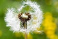 Spring garden and meadow - springtime flowers: dandelion Taraxa Royalty Free Stock Photo