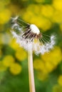 Spring garden and meadow - springtime flowers: dandelion Taraxa Royalty Free Stock Photo