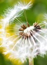 Spring garden and meadow - springtime flowers: dandelion Taraxa Royalty Free Stock Photo