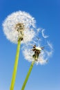 Spring garden and meadow - springtime flowers: dandelion Taraxa Royalty Free Stock Photo