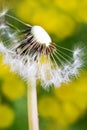 Spring garden and meadow - springtime flowers: dandelion Taraxa Royalty Free Stock Photo