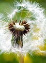 Spring garden and meadow - springtime flowers: dandelion Taraxa Royalty Free Stock Photo