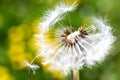 Spring garden and meadow - springtime flowers: dandelion Taraxa Royalty Free Stock Photo