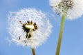 Spring garden and meadow - springtime flowers: dandelion Taraxa Royalty Free Stock Photo