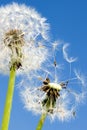 Spring garden and meadow - springtime flowers: dandelion Taraxa Royalty Free Stock Photo