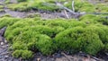 Moss winter nature wild flower soft macro green glade Royalty Free Stock Photo