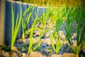 Spring garden plants - garlic, onion grows on beds Royalty Free Stock Photo