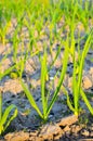 Spring garden plants - garlic, onion grows on beds Royalty Free Stock Photo