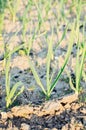 Spring garden plants - garlic, onion grows on beds Royalty Free Stock Photo