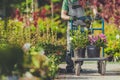 Garden Plants Shopping