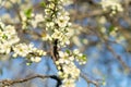 Spring garden. Plum`s flowers on sunset