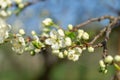 Spring garden. Plum`s flowers on sunset