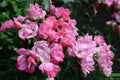 Showy Pink Floribunda Rose Blossoms Portraiture