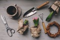 Spring garden preparations. Hyacinth flowers and vintage tools on table, top view Royalty Free Stock Photo