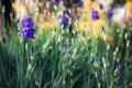 Spring garden with purple iris flowers focus on flower, bokeh background Royalty Free Stock Photo