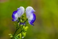 Spring garden after rain. Beautiful blooming colorful flowers. There are drops of water on the leaves Royalty Free Stock Photo