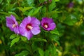 Spring garden after rain. Beautiful blooming colorful flowers. There are drops of water on the leaves Royalty Free Stock Photo