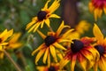 Spring garden after rain. Beautiful blooming colorful flowers. There are drops of water on the leaves Royalty Free Stock Photo