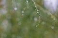 Spring garden after rain. Beautiful blooming colorful flowers. There are drops of water on the leaves Royalty Free Stock Photo