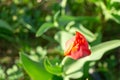 Spring garden. Tulip`s flowers on sunset