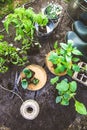 Garden with tools