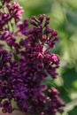 Spring in the garden. Beautiful flowers of blooming lilac.