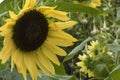Flower head of the compact calypso sunflower Royalty Free Stock Photo