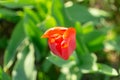 Spring garden. Tulip`s flowers on sunset