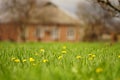 Spring garden with vivid green grass and yellow dandelion flowers on rural house background Royalty Free Stock Photo
