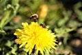 Sunshine yellow dandelion or the mother and stepmother of the spring are pollinated by insects Royalty Free Stock Photo