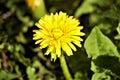 Sunshine yellow dandelion or the mother and stepmother of the spring are pollinated by insects Royalty Free Stock Photo