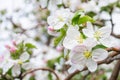 Spring garden. White flowers of an apple tree close-up. Soft selective focus