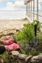 Spring garden work. gloved hands planting lavender in a flower bed