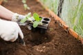 Spring garden work: planting cucumber seedling with gloves Royalty Free Stock Photo