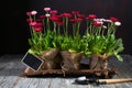 Spring Garden Works Concept. Gardening tools, flowers in pots and watering can on dark table Royalty Free Stock Photo