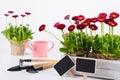 Spring Garden Works Concept. Gardening tools, flowers in pots and watering can on white wooden table