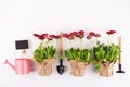 Spring Garden Works Concept. Gardening tools, flowers in pots and watering can on white table.flat lay