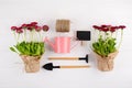 Spring Garden Works Concept. Gardening tools, flowers in pots and watering can on white table. top view, Royalty Free Stock Photo