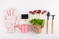 Spring Garden Works Concept. Gardening tools, flowers in pots and watering can on white table. top view, Royalty Free Stock Photo