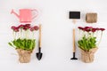 Spring Garden Works Concept. Gardening tools, flowers in pots and watering can on white table.  flat lay Royalty Free Stock Photo