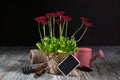 Spring Garden Works Concept. Gardening tools, flowers in pots and watering can on wooden table Royalty Free Stock Photo