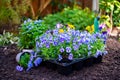 Spring garden works, ready for planting in soil ornamental colorful flowers of viola plant