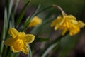 Spring Garden Yellow Narcissus Flower Rain Drops Royalty Free Stock Photo