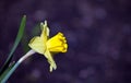 Spring Garden Yellow Narcissus Flower Rain Drops Royalty Free Stock Photo