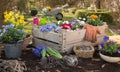 Spring: Gardening in autumn with flowers of primula, hyacinth an