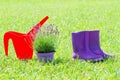 Spring gardening background with red watering can, purple rubber rain boots and lavender flower pot on the grass Royalty Free Stock Photo