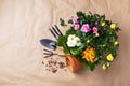 Spring gardening with blooming mini rose and primrose flowers in pots for planting with garden tools on table top view.Woman hobby Royalty Free Stock Photo