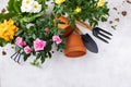 Spring gardening with blooming mini rose and primrose flowers in pots for planting on white table top view. Woman hobby