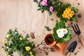 Spring gardening with blooming mini rose and primrose flowers in pots for planting. Womans hobby of growing houseplants concept