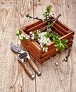 Spring gardening branch plum in wooden box